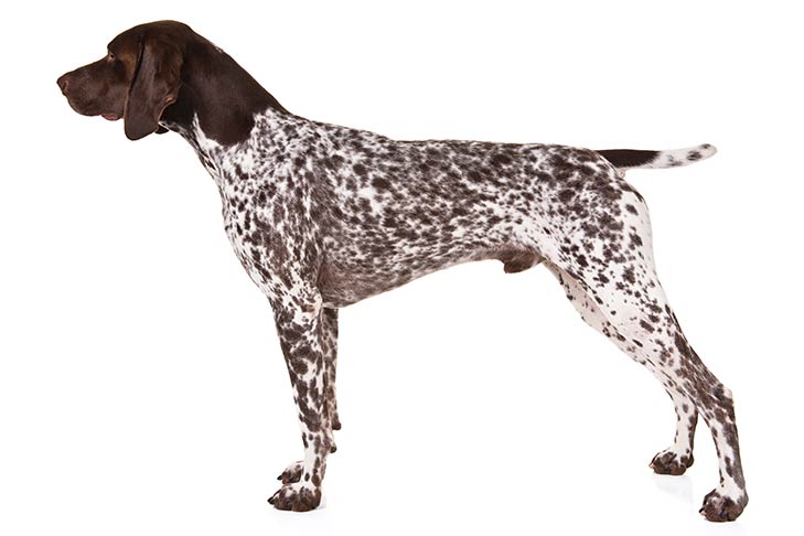 German Short Haired Pointing Dog