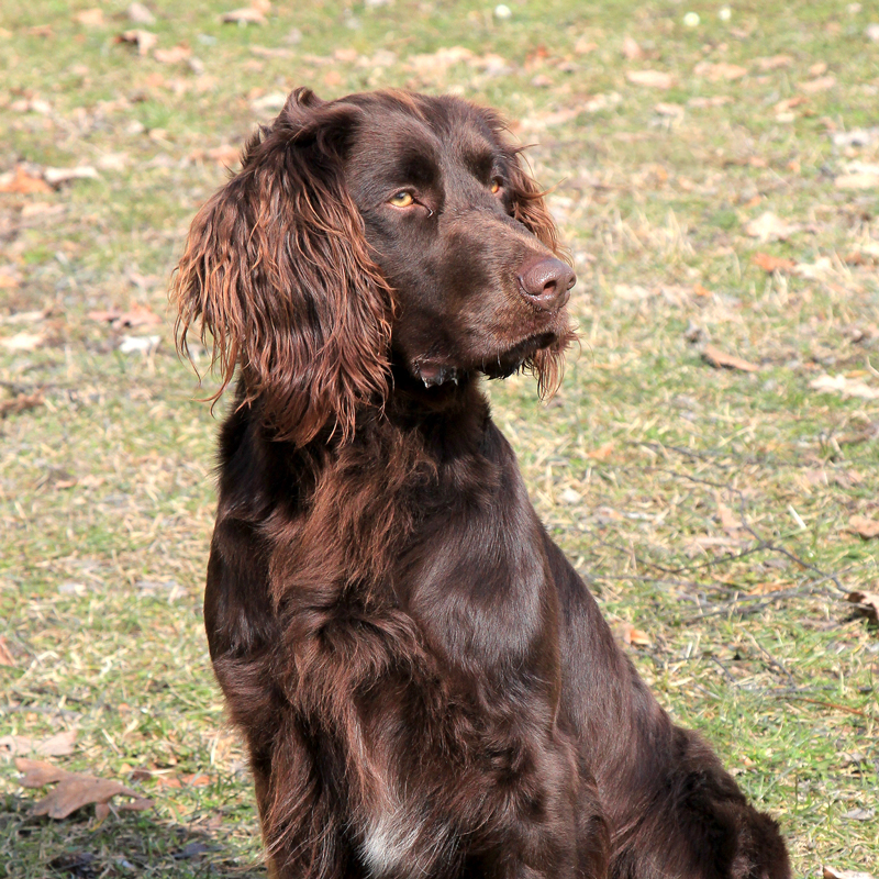 German Spaniel