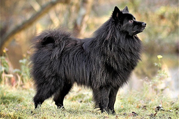 German Spitz