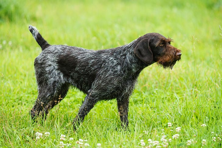 German Wire Haired Pointing Dog