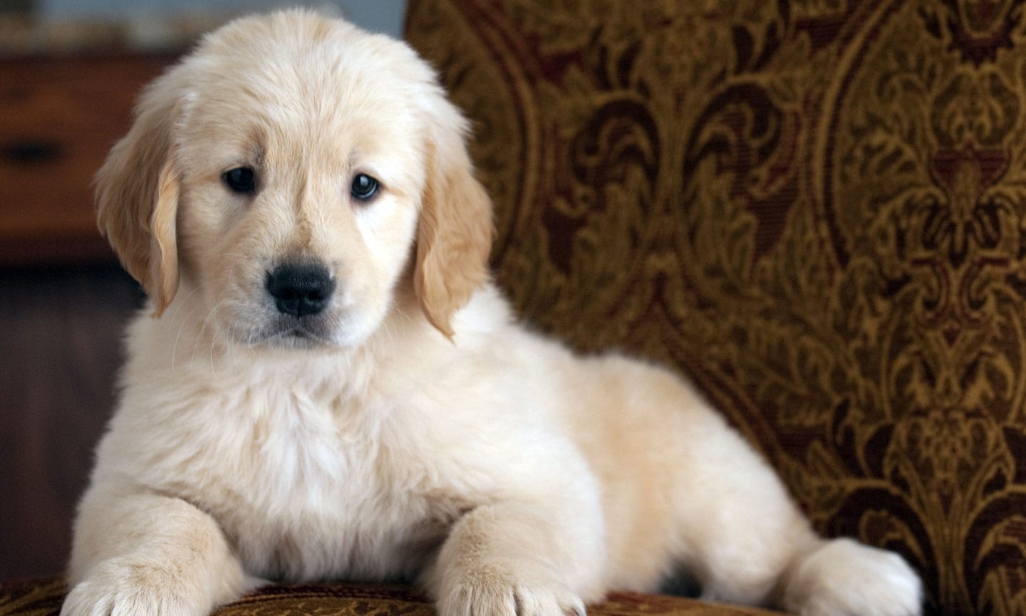 Golden Retriever