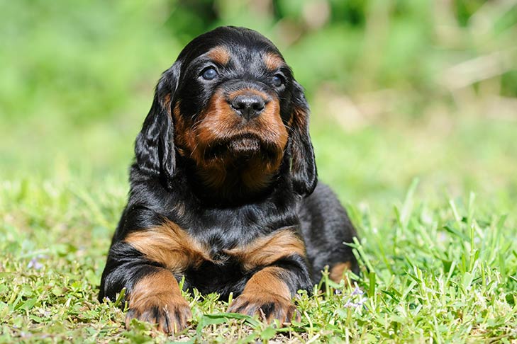 Gordon Setter
