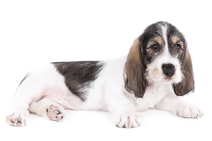 Grand Basset Griffon Vendeen