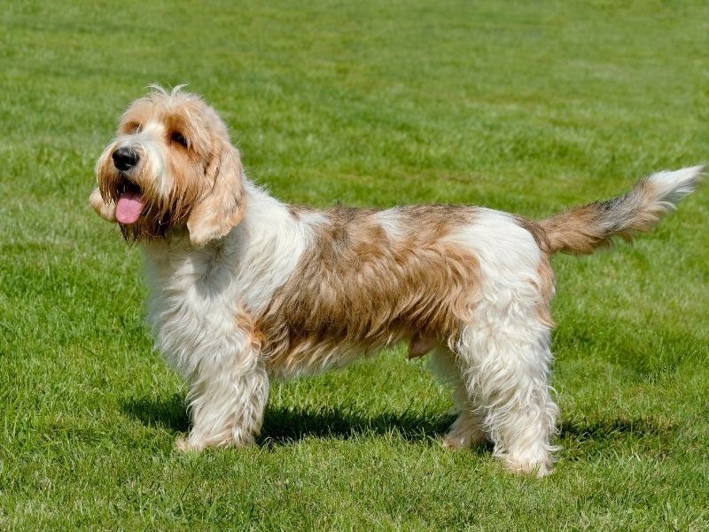 Grand Griffon Vendeen