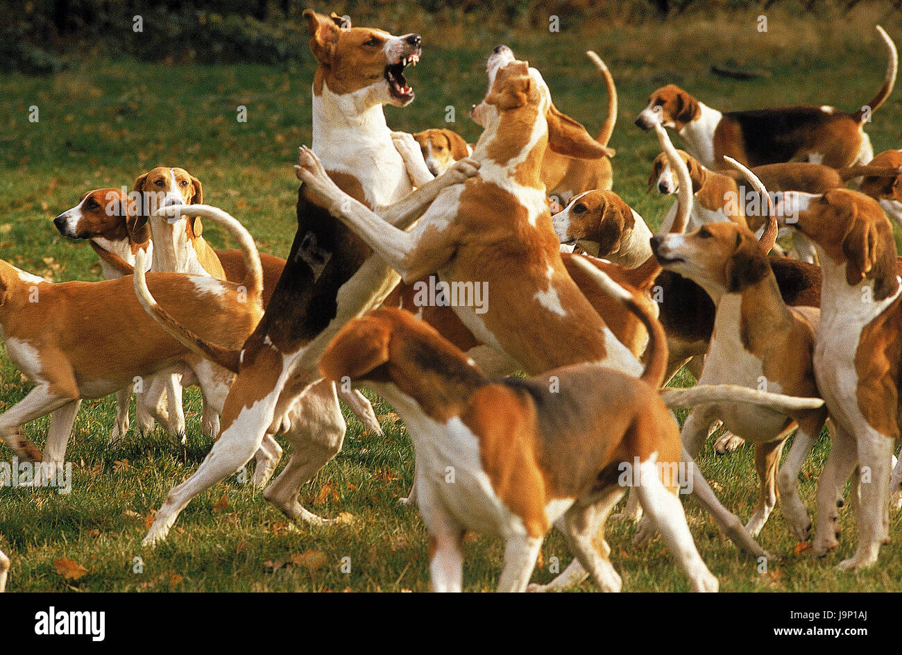 Great Anglo French Tricolour Hound