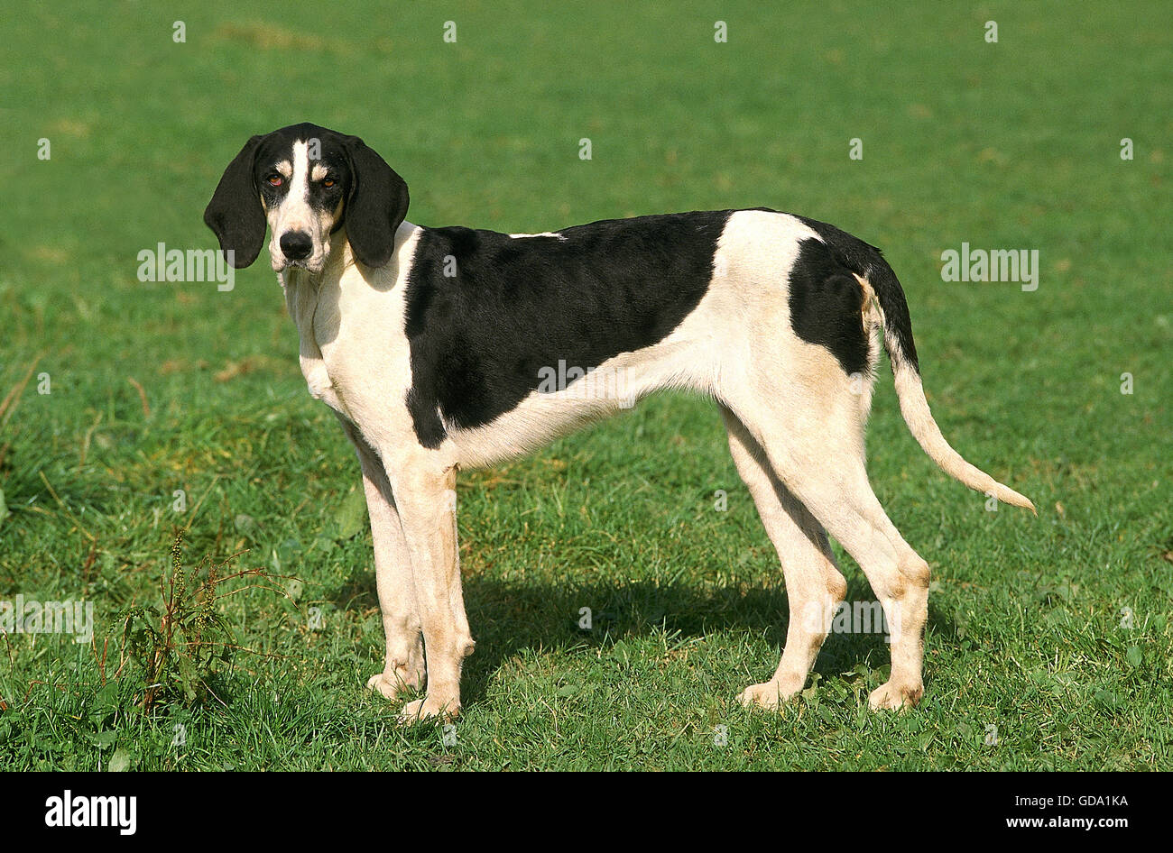 Great Anglo French White And Black Hound