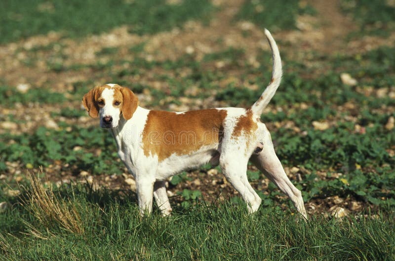 Great Anglo French White Orange Hound