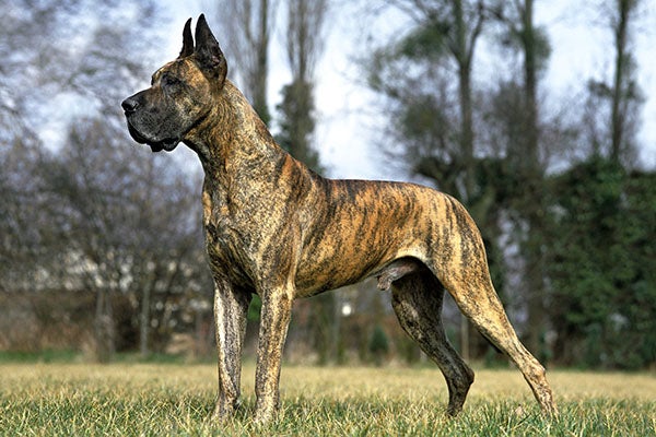 Great Dane