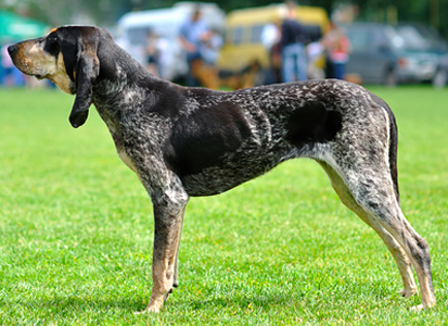 Great Gascony Blue