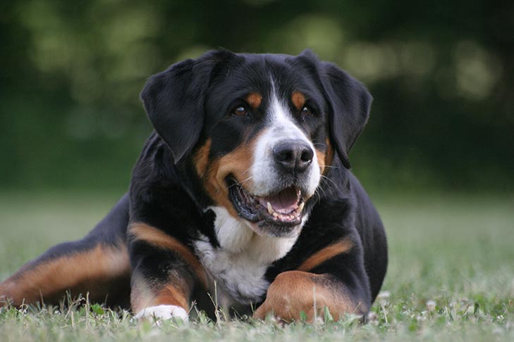 Great Swiss Mountain Dog