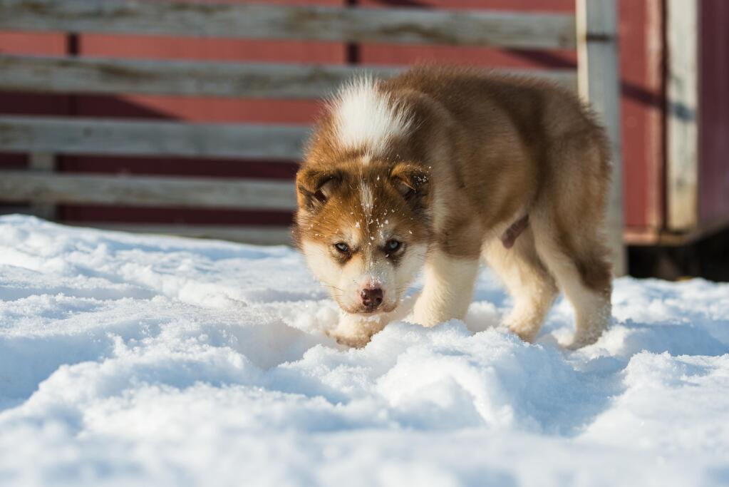 Greenland Dog
