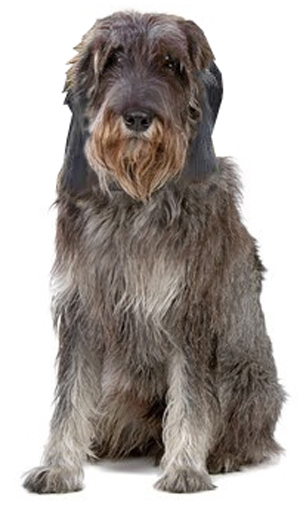 Griffon Nivernais