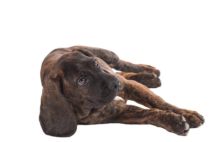 Hanoverian Scent Hound