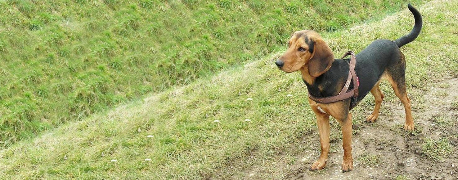 Hellenic Hound