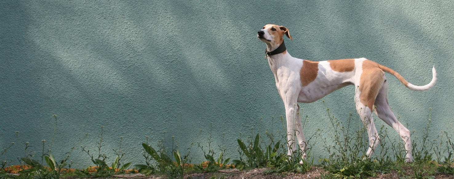Hungarian Greyhound