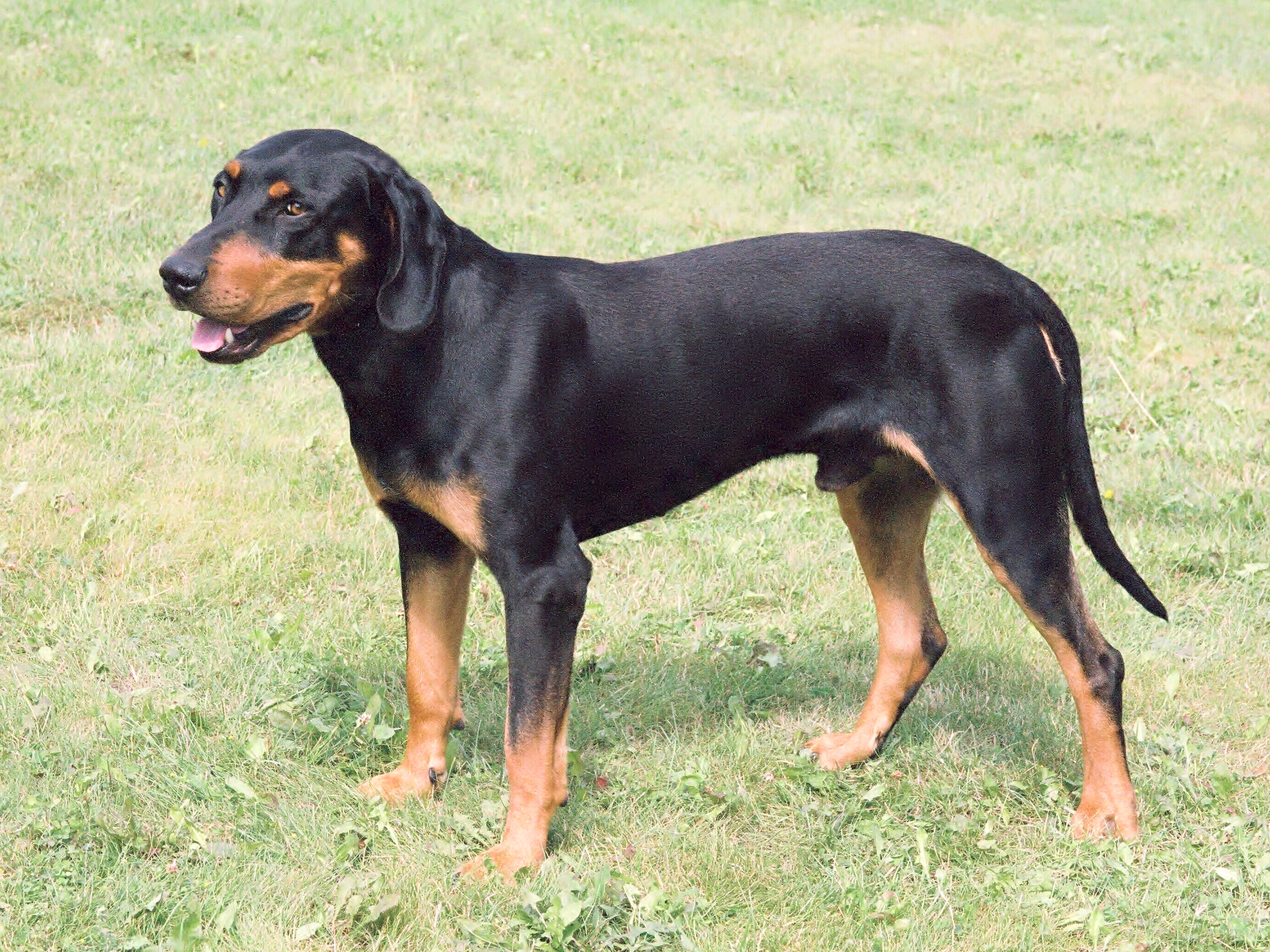 Hungarian Hound Transylvanian Scent Hound