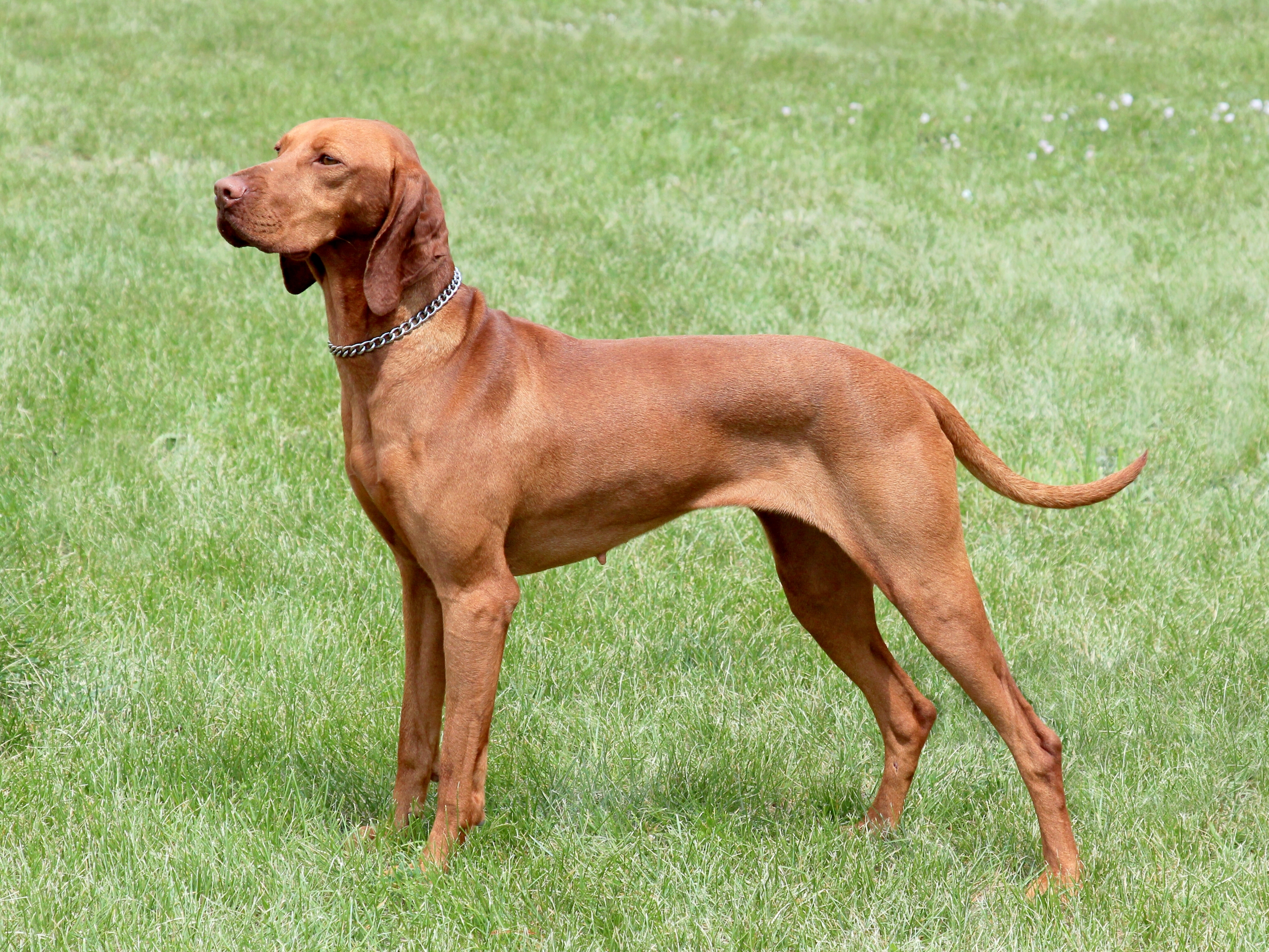Hungarian Short Haired Pointer Vizsla