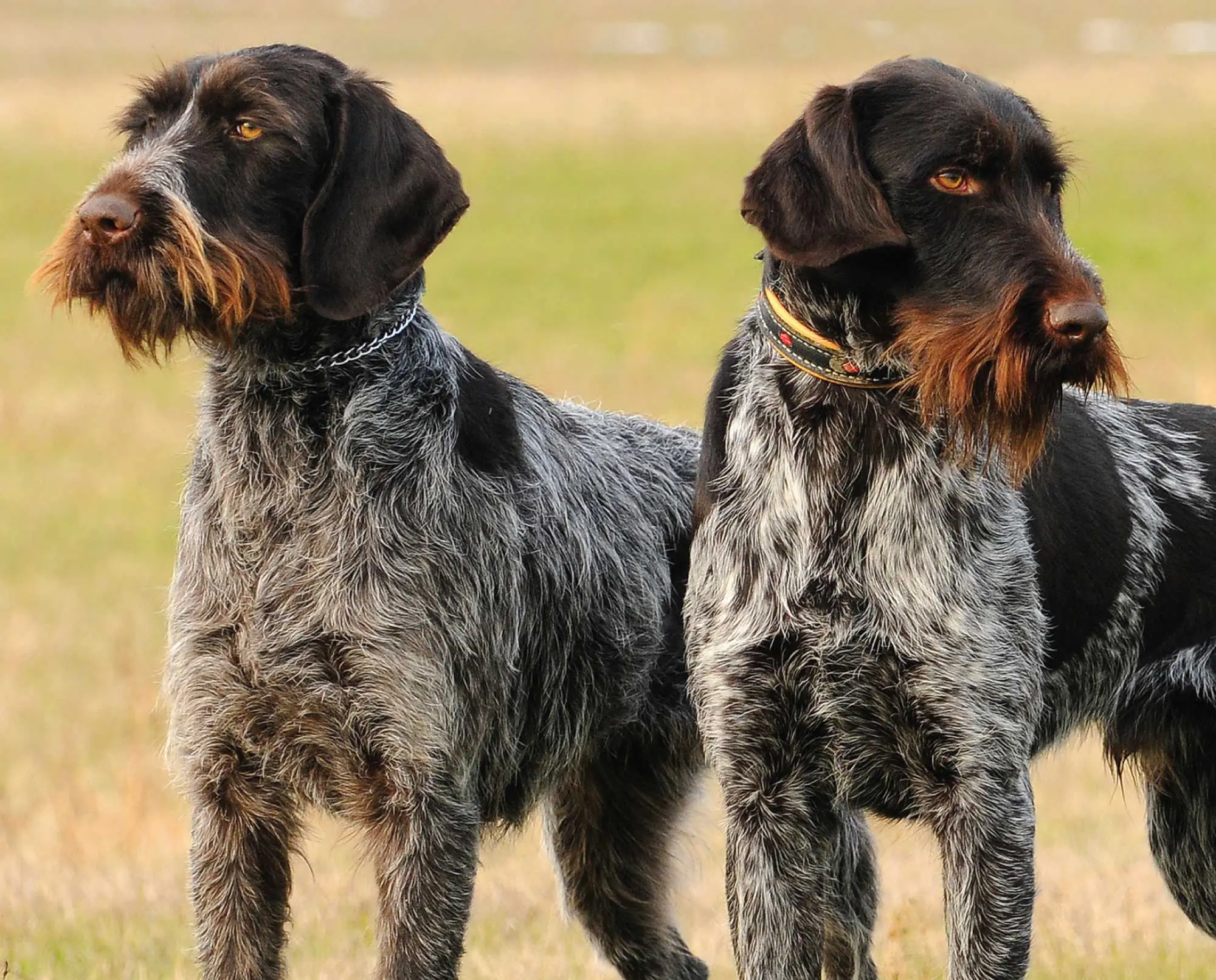 Hungarian Wire Haired Pointer