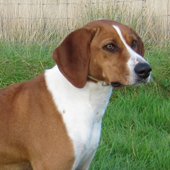 Hygen Hound