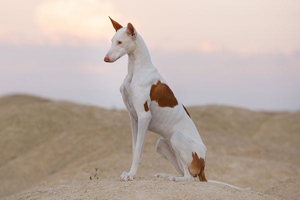 Ibizan Podenco