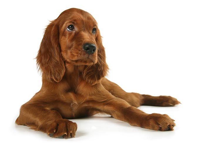Irish Red Setter