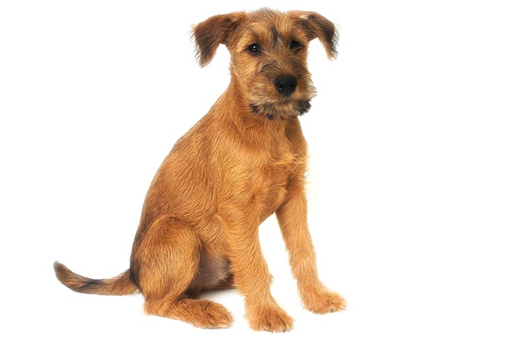Irish Terrier