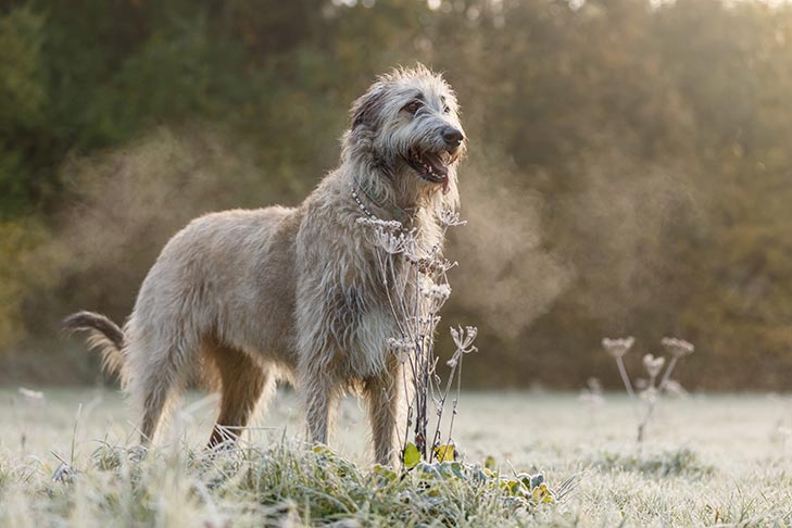 Irish Wolfhound