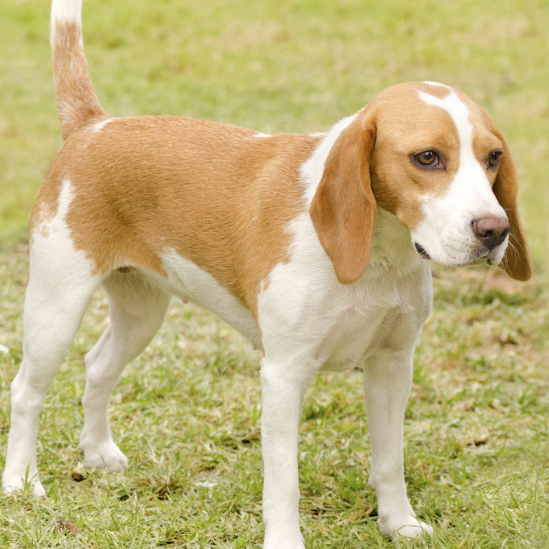 Istrian Short Haired Hound