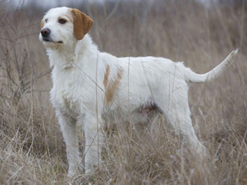 Istrian Wire Haired Hound