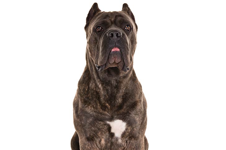 Italian Cane Corso