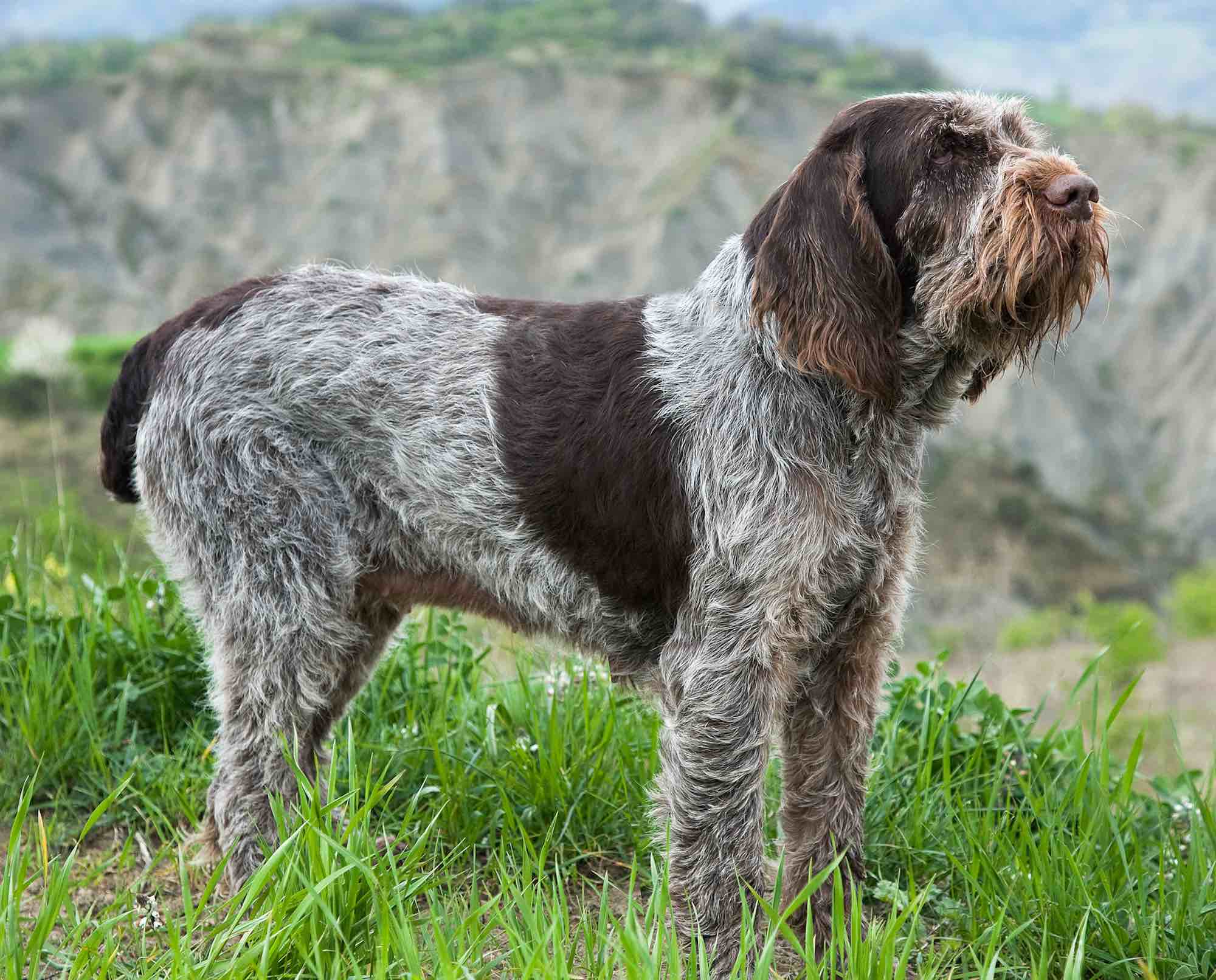 Italian Pointing Dog