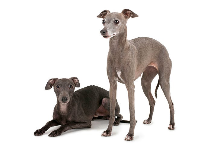 Italian Sighthound
