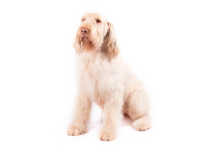 Italian Spinone