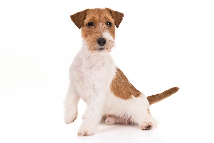 Jack Russell Terrier