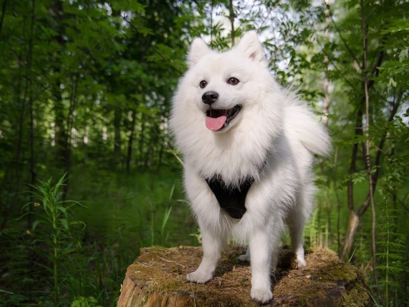 Japanese Spitz