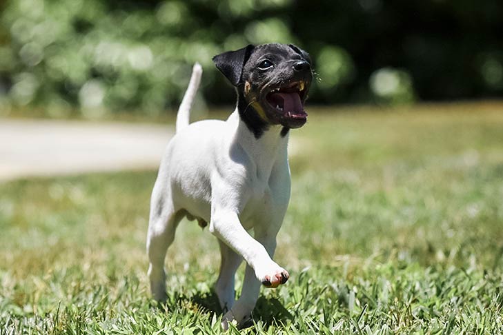 Japanese Terrier