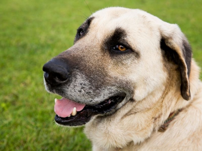 Kangal Shepherd Dog