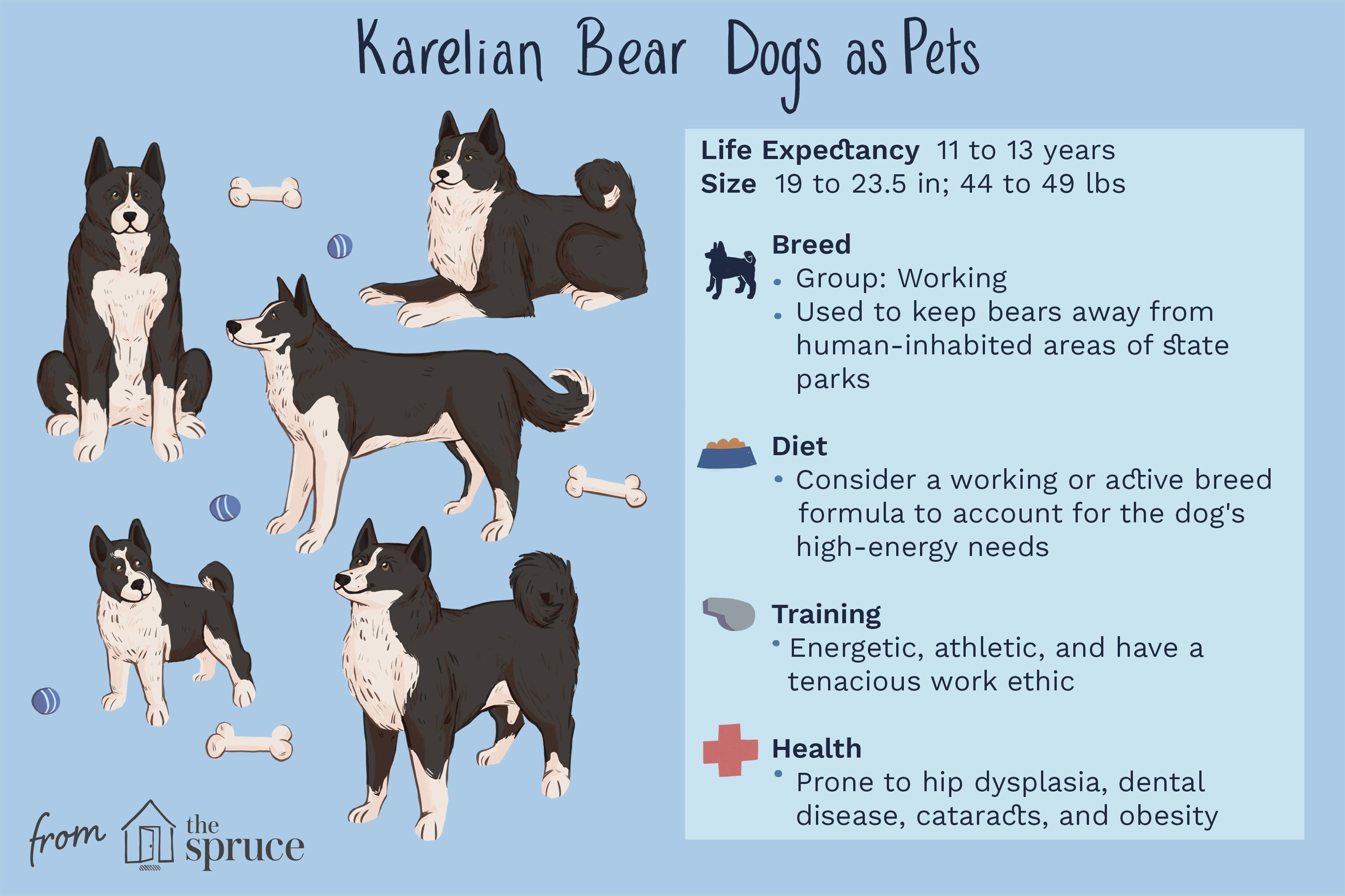 Karelian Bear Dog