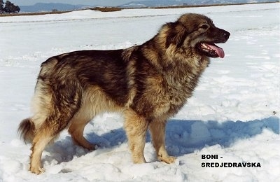 Karst Shepherd Dog