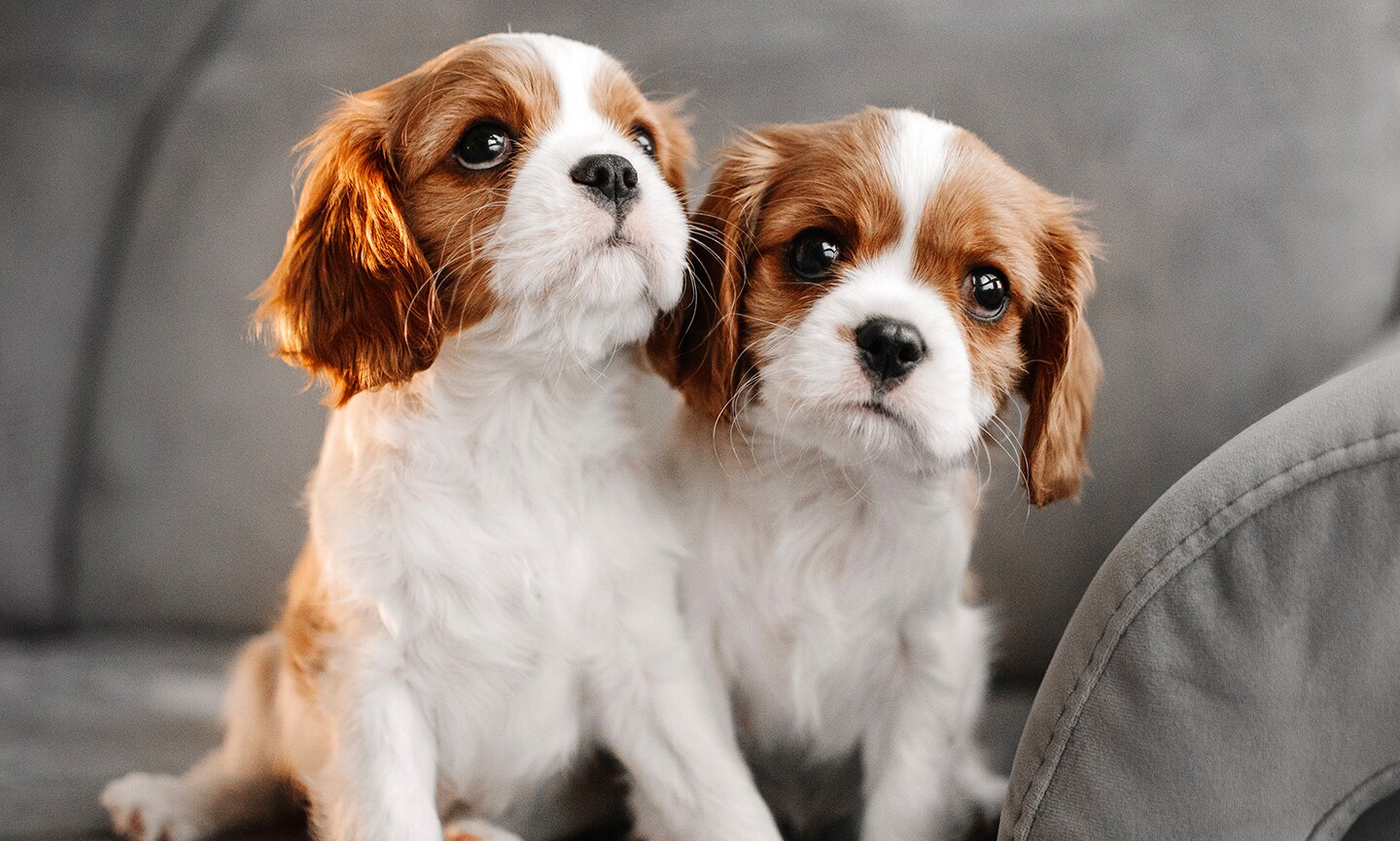 King Charles Spaniel