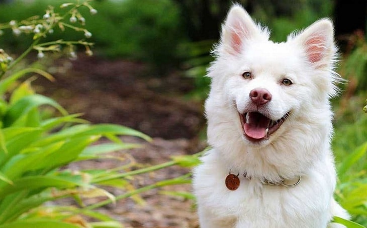 Kintamani Bali Dog