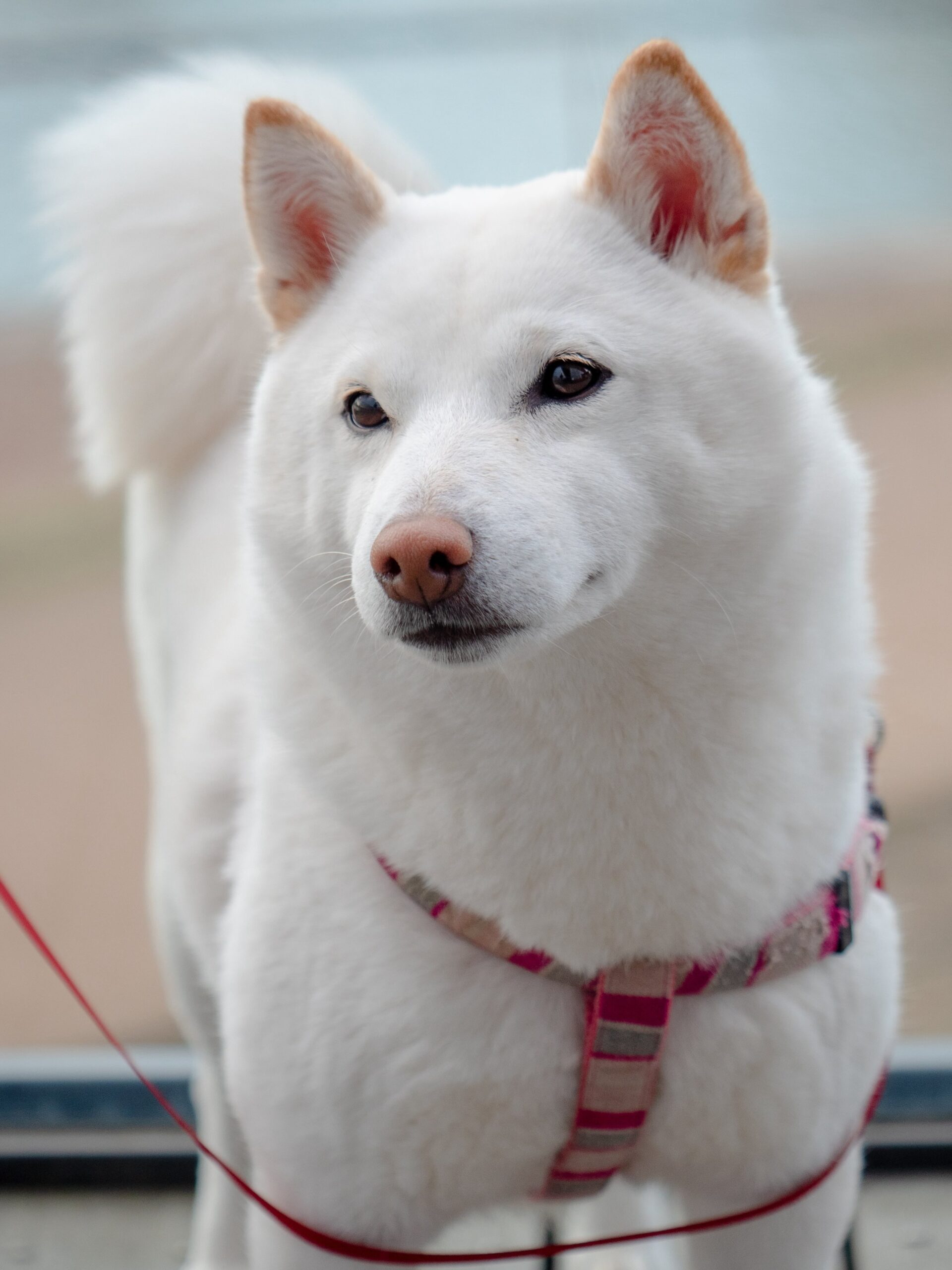 Kishu