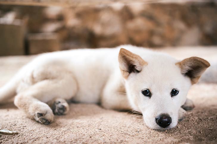 Korea Jindo Dog