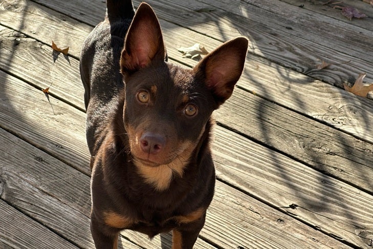 Lancashire Heeler