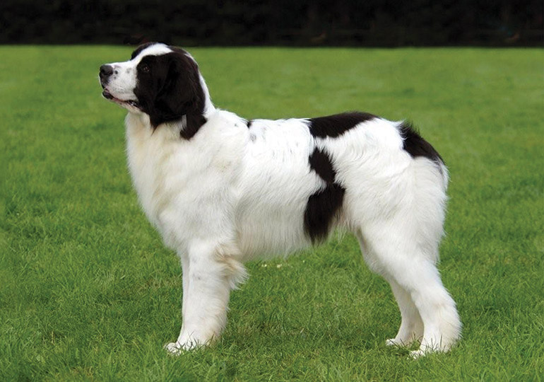 Landseer European Continental Type