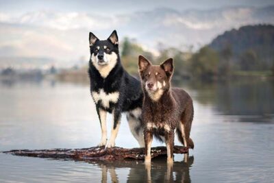 Lapponian Herder