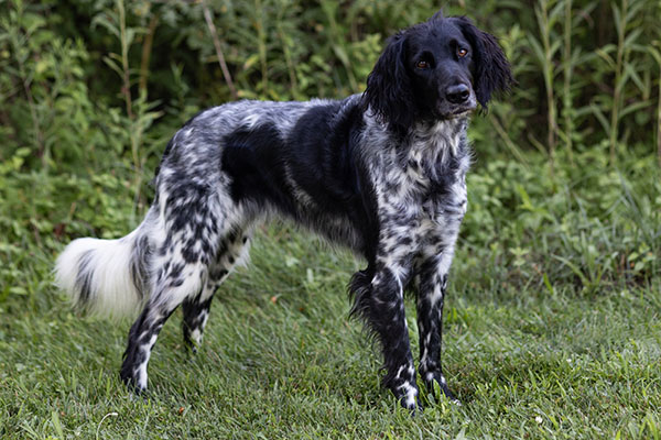 Large Munsterlander