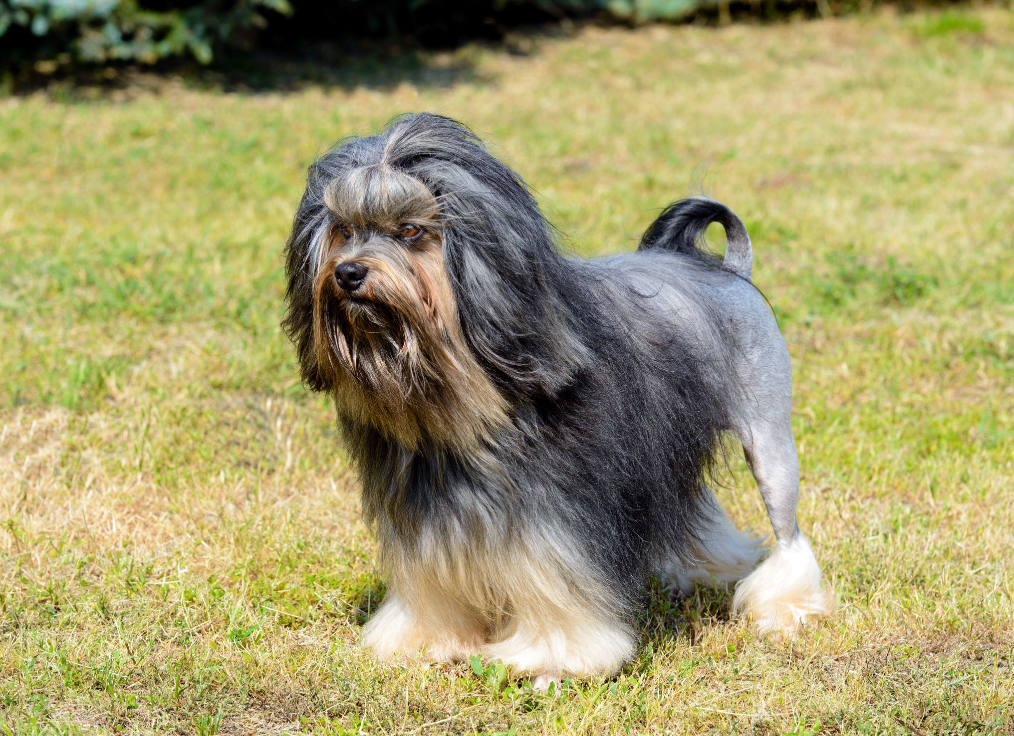 Little Lion Dog