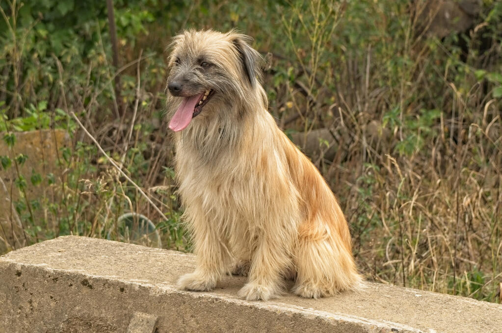 Long Haired Pyrenean Sheepdog