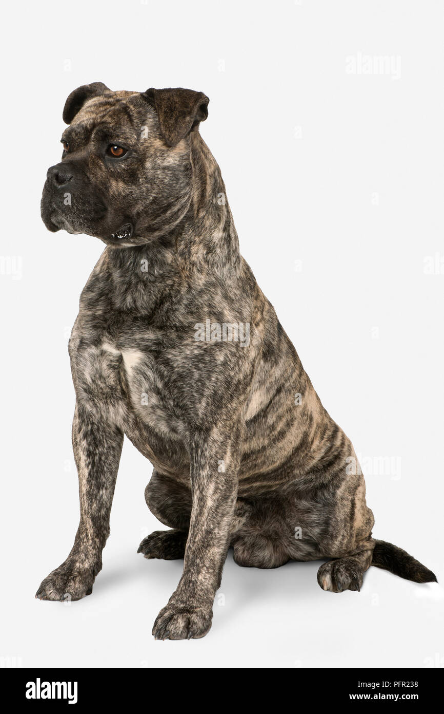Majorca Mastiff